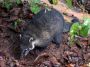 Day06 - 08 * South American Coati